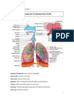 Respiratory System Vocabulary