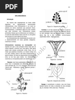 morfvegetalorgaINFLORESCENCIA