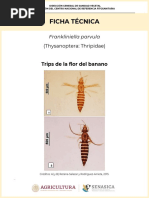 Ficha Técnica Acaro Del Ciclamen Phytonemus Pallidus (Banks) | PDF ...