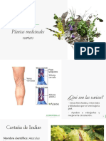 Plantas Medicinales Varices