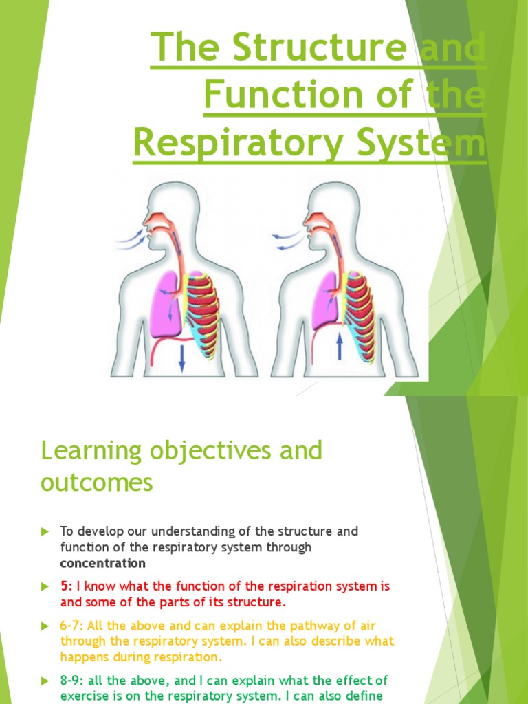 Respiratory system visual data 7