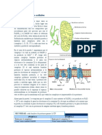 Fosforilación Oxidativa