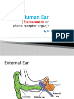 Human Ear: (Or Phono Receptor Organ)