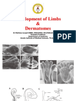 Development and Anomalies of Limbs