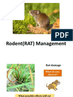 Rodent Management