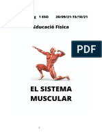 1538 Sistema Muscular Ef XDD