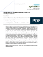 Signal Grass (Brachiaria Decumbens) Toxicity in Rumiants