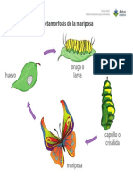 L - Metamorfosis de La Mariposa