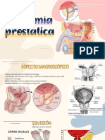 Anatomia Prostatica