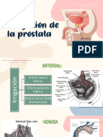 Irrigacion Prostata