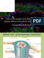 Cells of The Spinal Cord. Rexed Zones. Spinal Reflexes. Receptors and Effectors