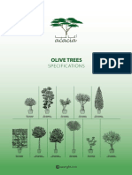 Olive Trees: Specifications