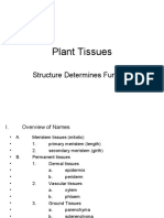 Plant Tissues