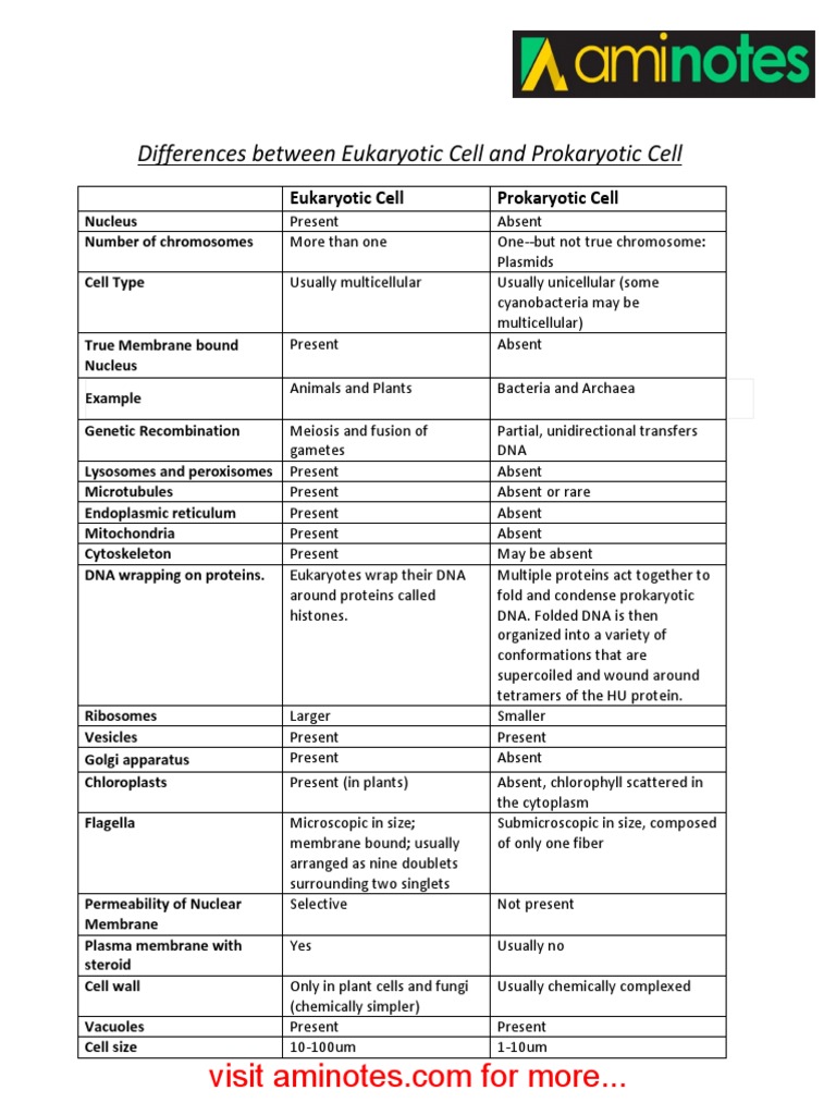 Differences Between Prokaryotic Cell And Eukaryotic Cell Cell