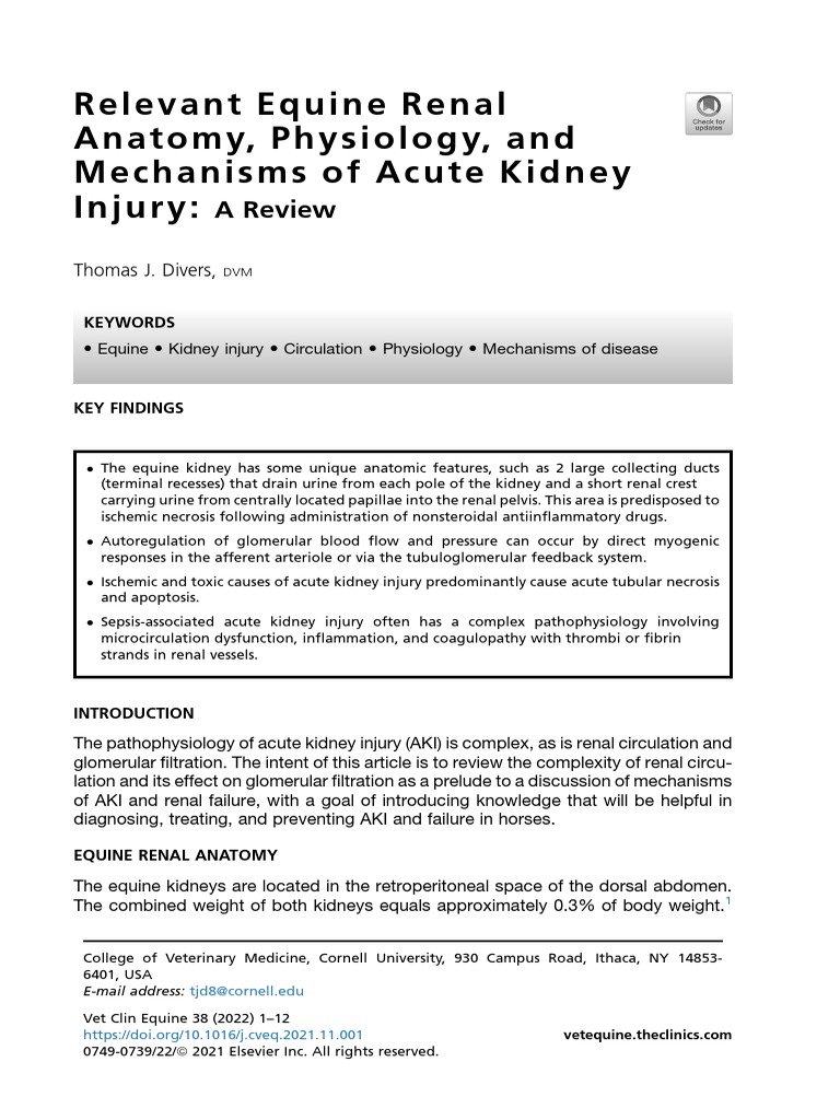 Relevant Equine Renal Anatomy, Physiology and Mechanisms of AKI Review