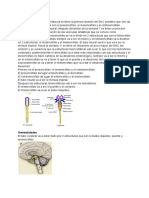 Anatomia Del Tallo Cerebral