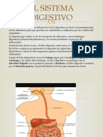 El Sistema Digestivo