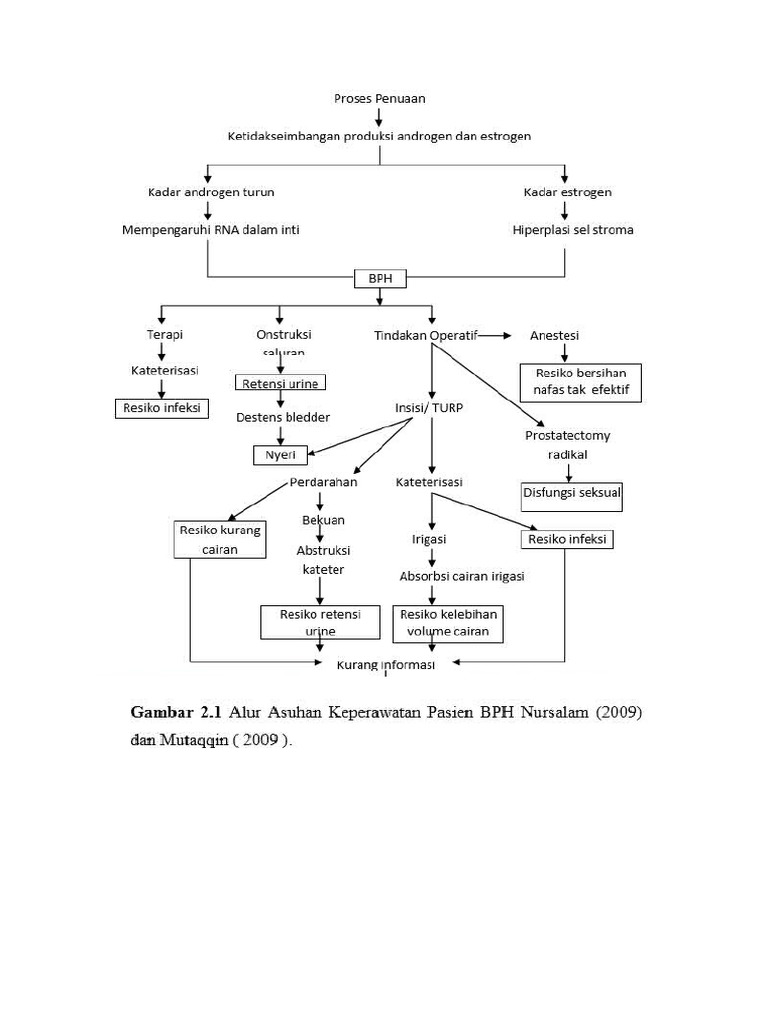 Pathway BPH 1 | PDF