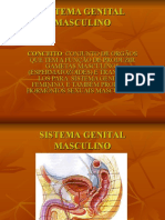 Sistema Genital Masculino