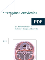 Anatomia Faringe, Laringe, TIROIDES