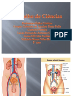 Sistema Urinario e Suas Doenças