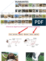 Clase 2 Sistema Digestivo Rumiantes