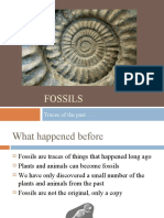 Fossils: Traces of The Past