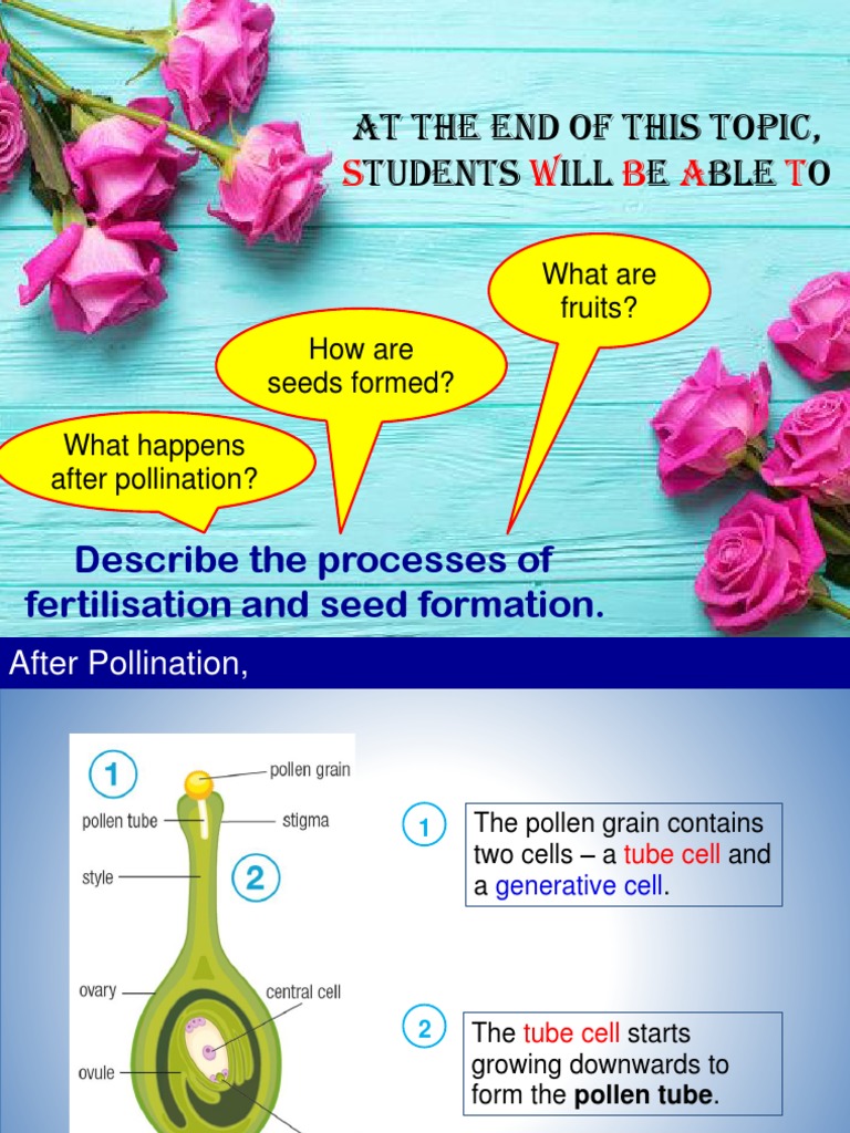 2.3 Fertilisation and Seed Formation | PDF | Fertilisation | Seed