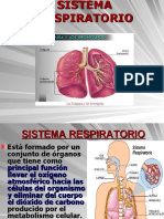 Sistema respiratorio: órganos y funciones