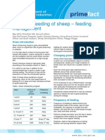 Full Hand Feeding of Sheep - Feeding Management: Grain Introduction