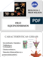 Equinodermos: Características e classificação dos invertebrados marinhos