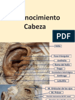 Reconocimiento Cabeza - Anatomía Humana