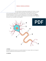 Estructura y funciones de la neurona en