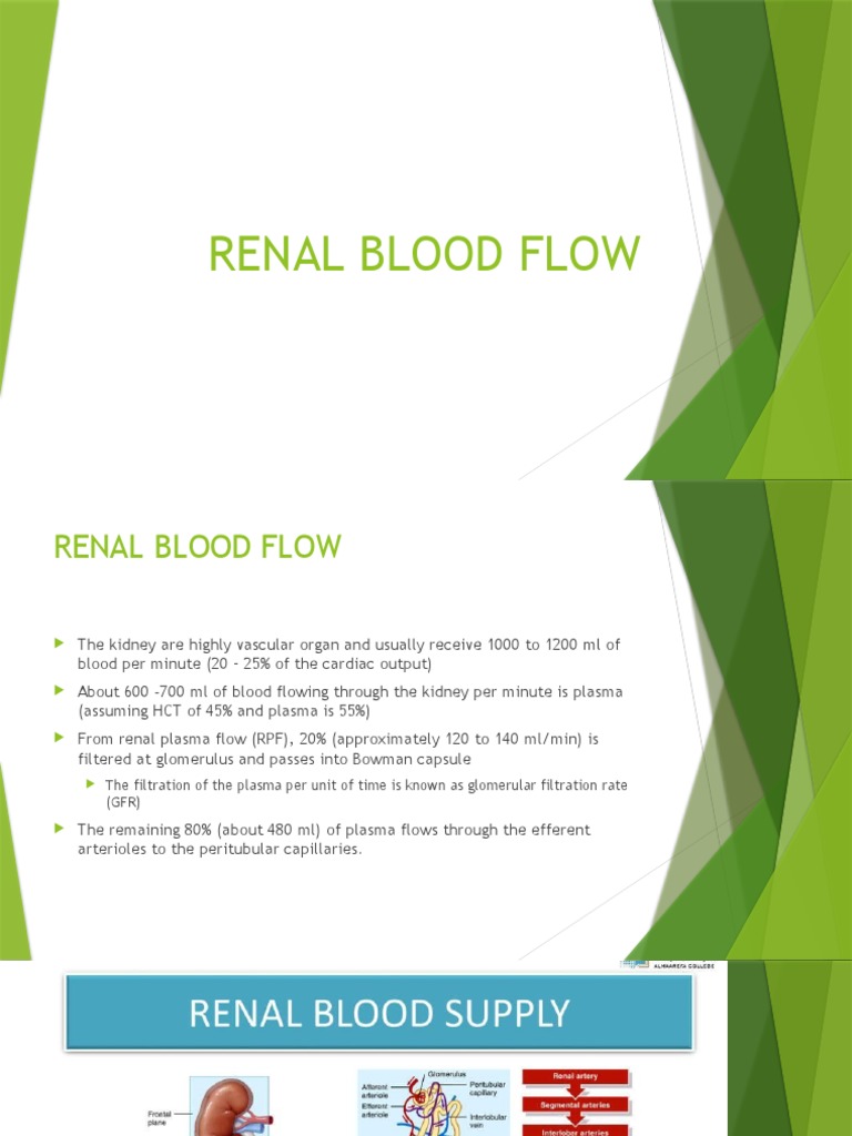 Renal Blood Flow PDF Angiotensin Kidney