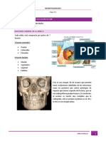 Anatomía de la órbita y vascularización ocular