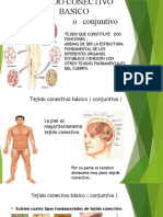 Anatomia Tejido Conectivo Basico