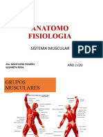 Anato - Unidade 5 - Sistema Muscular 2