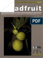 Breadfruit Artocarpus Altilis Parkinson Fosberg 342