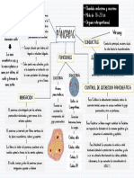 Pancreas Mapa