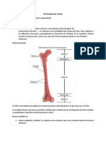 Histologia Del Hueso