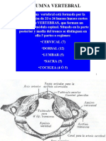 Columna Vertebral