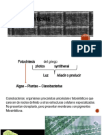 1° Medio - 2 Ecologia - Fotosintesis - Flujo de Energia
