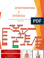 10 Sistema Arteriovenoso (Principales Vasos Por Región) y Sistema Linfático