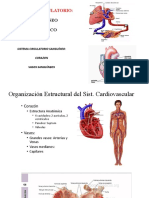 Sistema Circulatorio