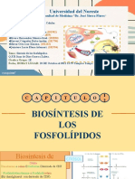 Metabolismo de Los Lipidos