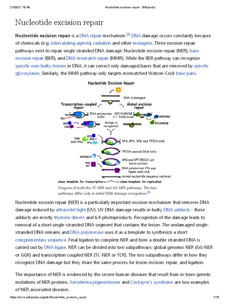 Nucleotide Excision Repair Overview | PDF | Dna Repair | Biotechnology