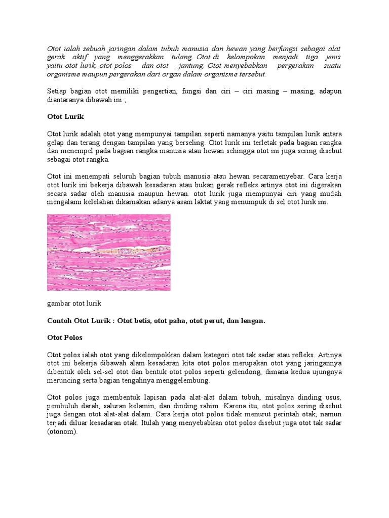 Gambar lebih detail otot lurik