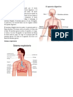 Sistemas Del Cuerpo Humano