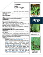 Arquíñego Zárate Fiorella Maité - Ficha Informativa Plantago Major L