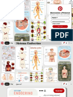 Sistema endocrino: órganos y funciones clave